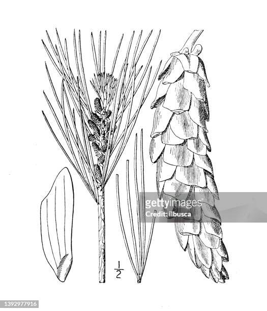 antique botany plant illustration: pinus strobus, white pine - eastern white pine stock illustrations
