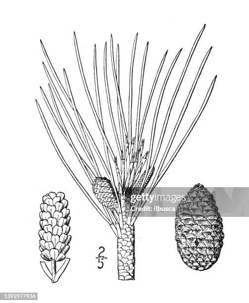 bildbanksillustrationer, clip art samt tecknat material och ikoner med antique botany plant illustration: pinus resinosa, canadian pine, red pine - red pine