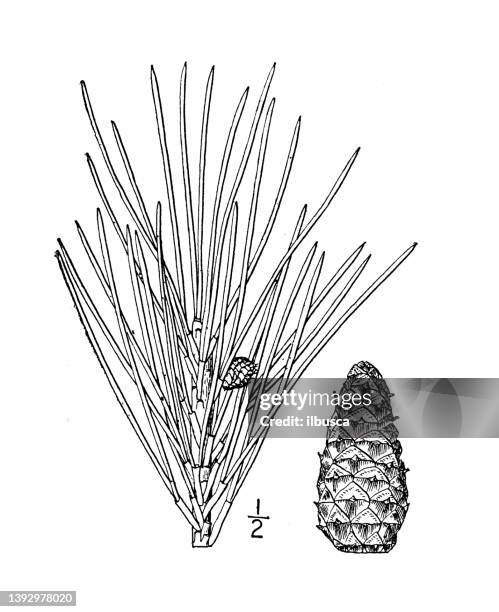 antique botany plant illustration: pinus echinata, yellow pine, spruce pine - pinus echinata stock illustrations