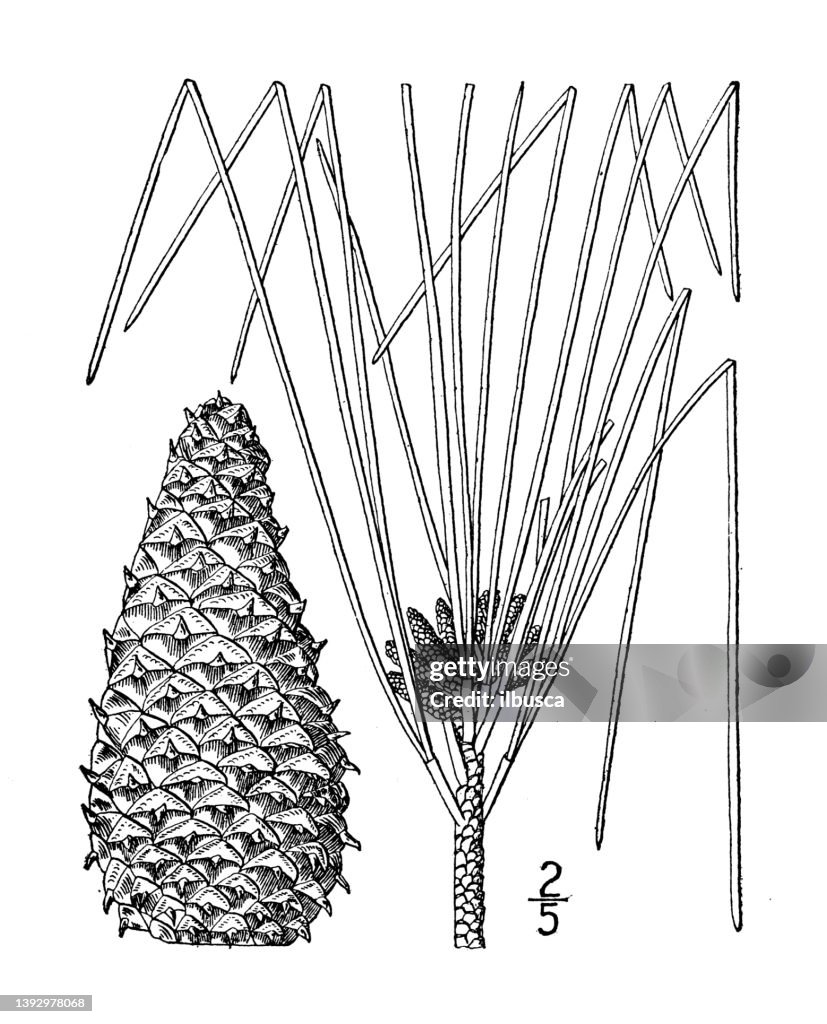 Antique botany plant illustration: Pinus Taeda, Loblolly Pine, Old field pine