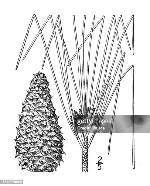 antique botany plant illustration: pinus taeda, loblolly pine, old field pine - loblolly pine stock illustrations