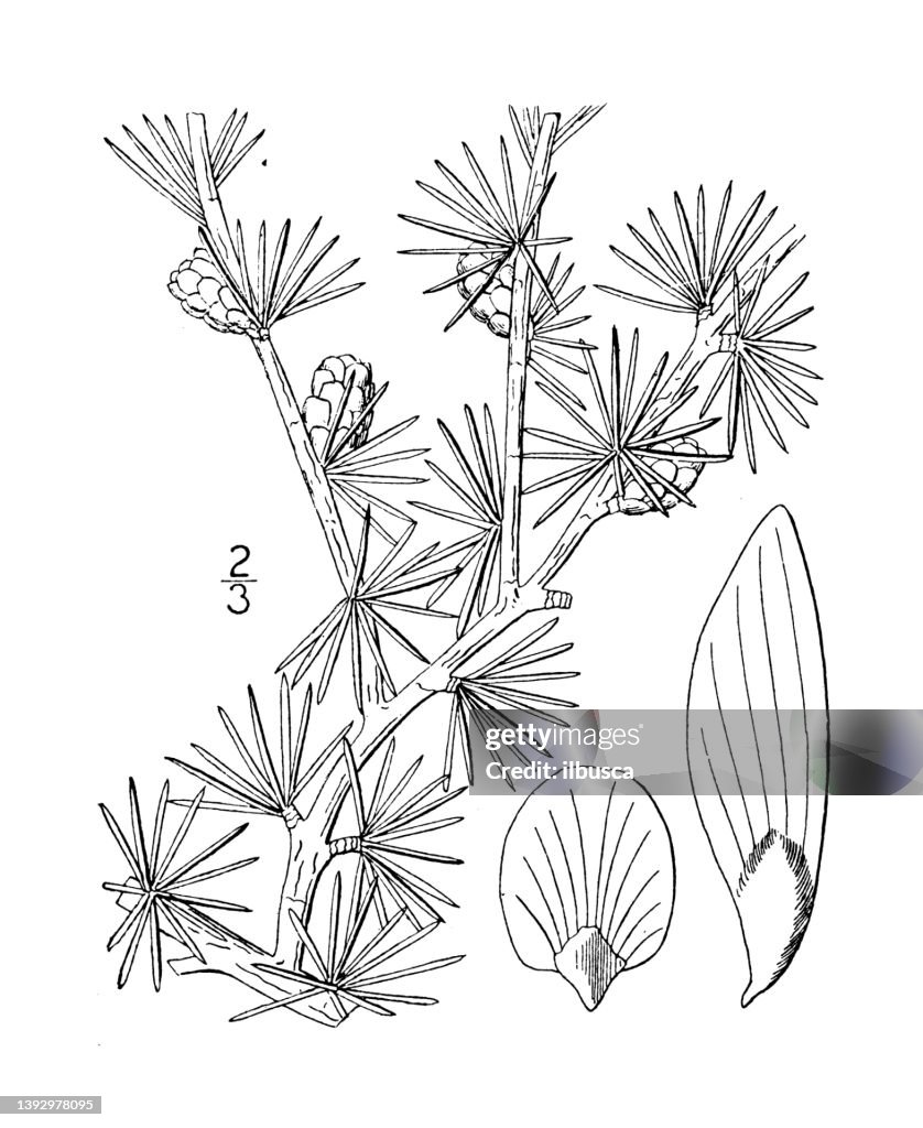 Antique botany plant illustration: Larix Laricina, American Larch, Tamarack