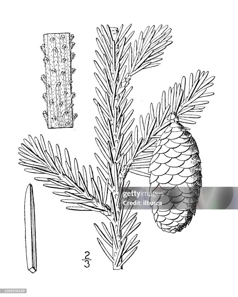 Antique botany plant illustration: Picea Mariana, Black Spruce