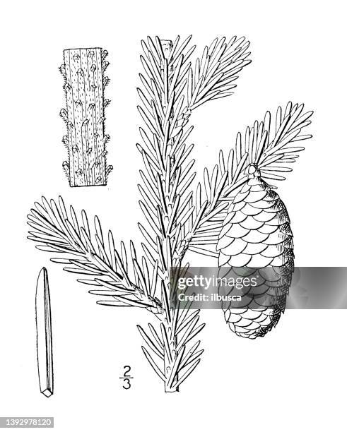 antique botany plant illustration: picea mariana, black spruce - black spruce stock illustrations
