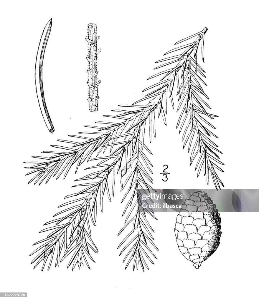 Antique botany plant illustration: Picea Rubra, Red Spruce