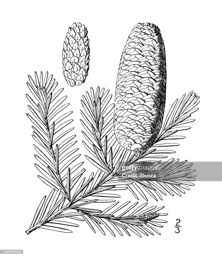 Antique botany plant illustration: Abies Balsamea, Balsam Fir