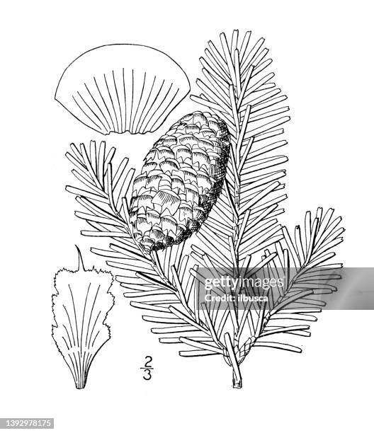 antique botany plant illustration: abies fraseri, fraser's balsam fir - fraser fir stock illustrations