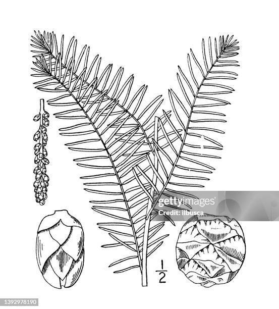 antique botany plant illustration: taxodium distichum, bald cypress - bald cypress tree stock illustrations