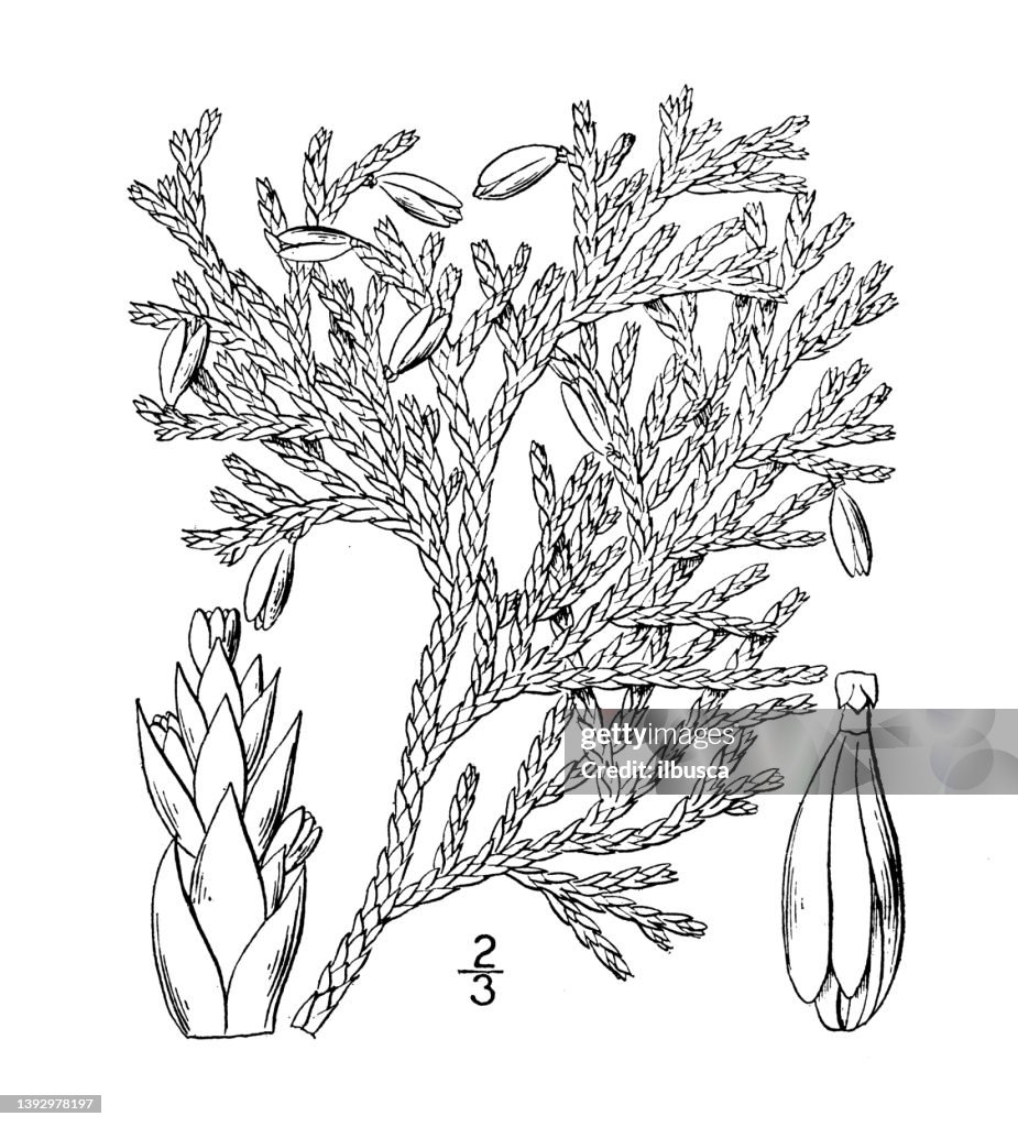 Antique botany plant illustration: Thuja occidentalis, White Cedar, Arbor Vitae