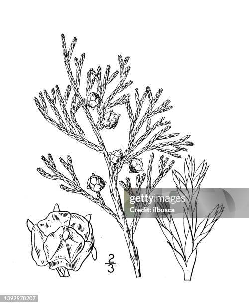 antike botanische pflanzenillustration: chamaecyparis thyoides, südliche weiße zeder - zeder stock-grafiken, -clipart, -cartoons und -symbole