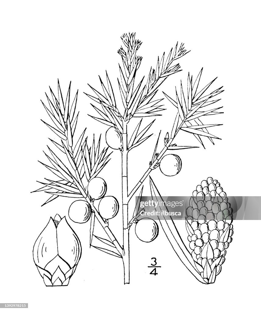 Antique botany plant illustration: Juniperus communis, Juniper