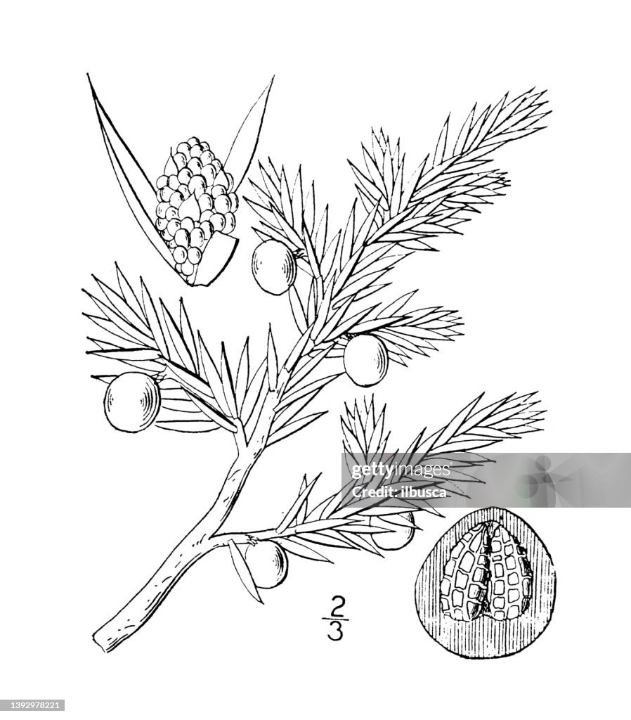 Antique botany plant illustration: Juniperus nana, Low Juniper
