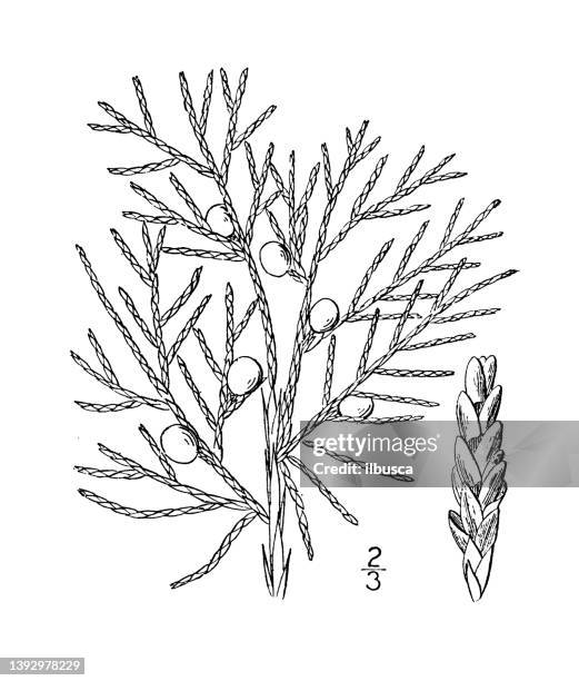 stockillustraties, clipart, cartoons en iconen met antique botany plant illustration: juniperus virginiana, red cedar, savin - jeneverbes conifeer
