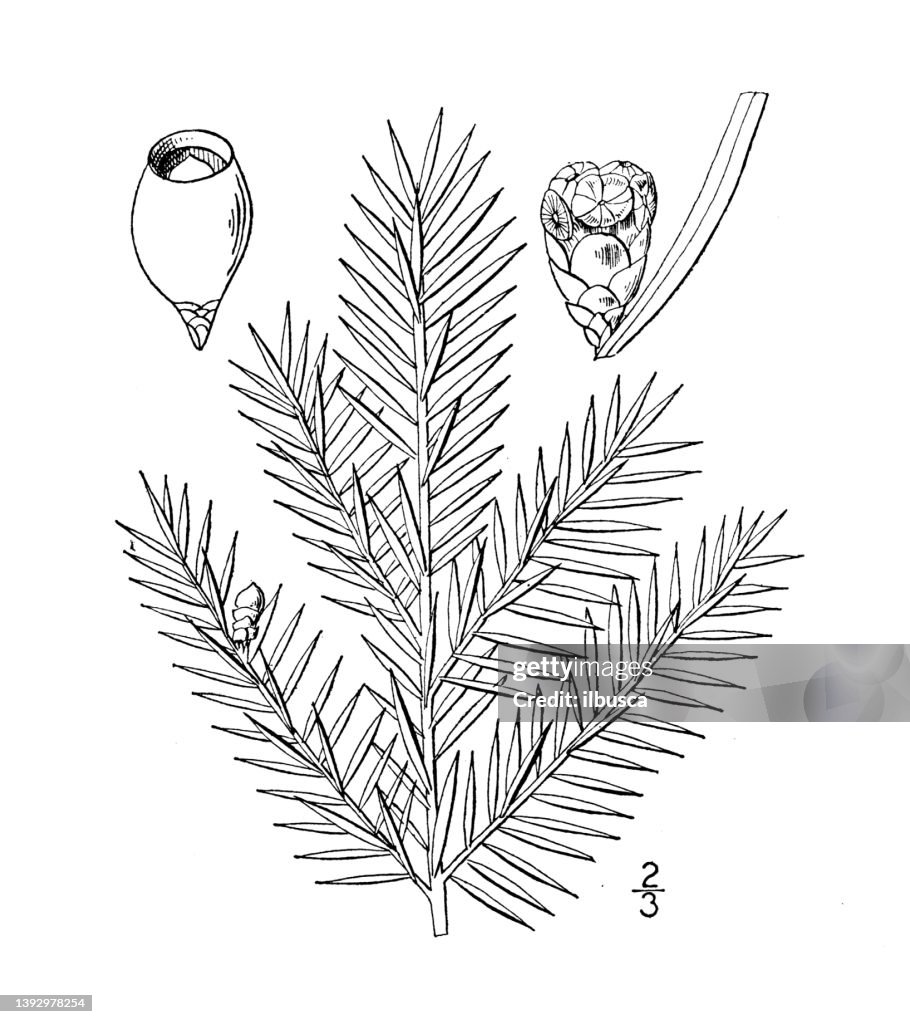 Illustration de plantes botaniques antiques: Taxus Minor, If d’Amérique, Pruche terrestre