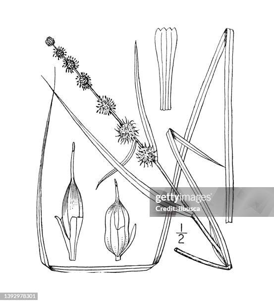 64 Sparganium Stock Photos, High-Res Pictures, and Images - Getty Images