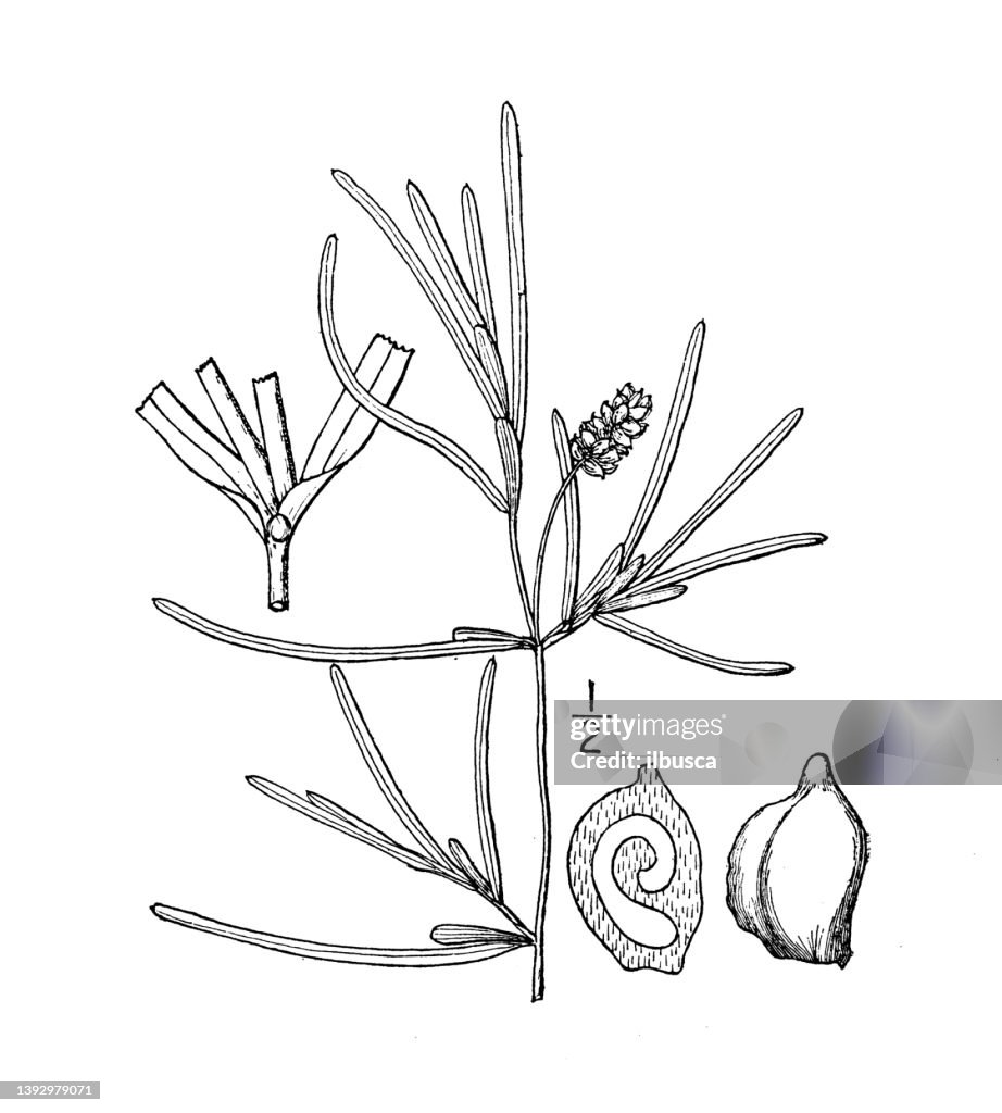 Antique botany plant illustration: Potamogeton obtusifolius, Blunt leaved Pondweed
