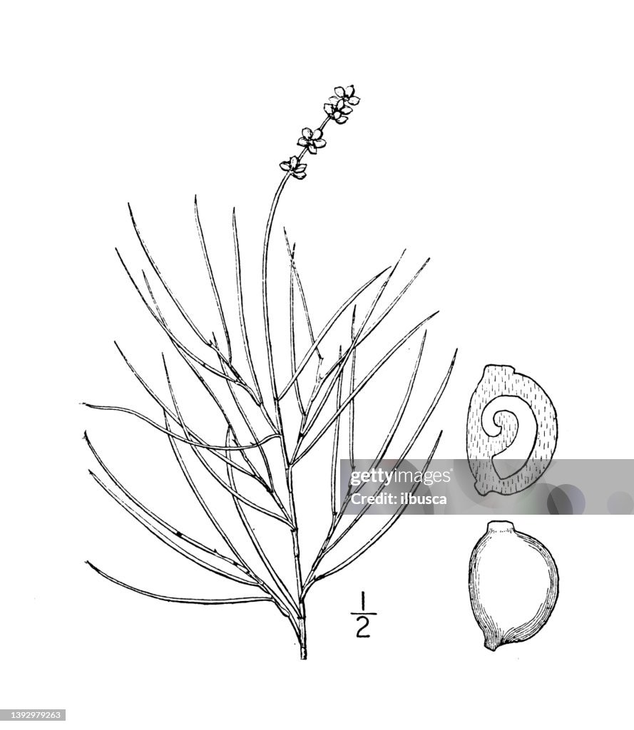 Antique botany plant illustration: Potamogeton filiformis, Filiform Pondweed