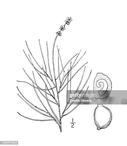 Filiform Papillae Photos and Premium High Res Pictures - Getty Images