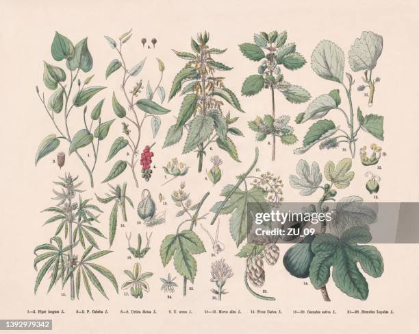 stockillustraties, clipart, cartoons en iconen met deciduous trees, rosids and magnoliids, hand-colored wood engraving, published 1887 - pepper