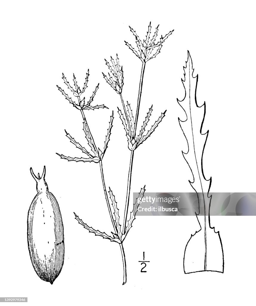 Antique botany plant illustration: Naias marina, Large naias