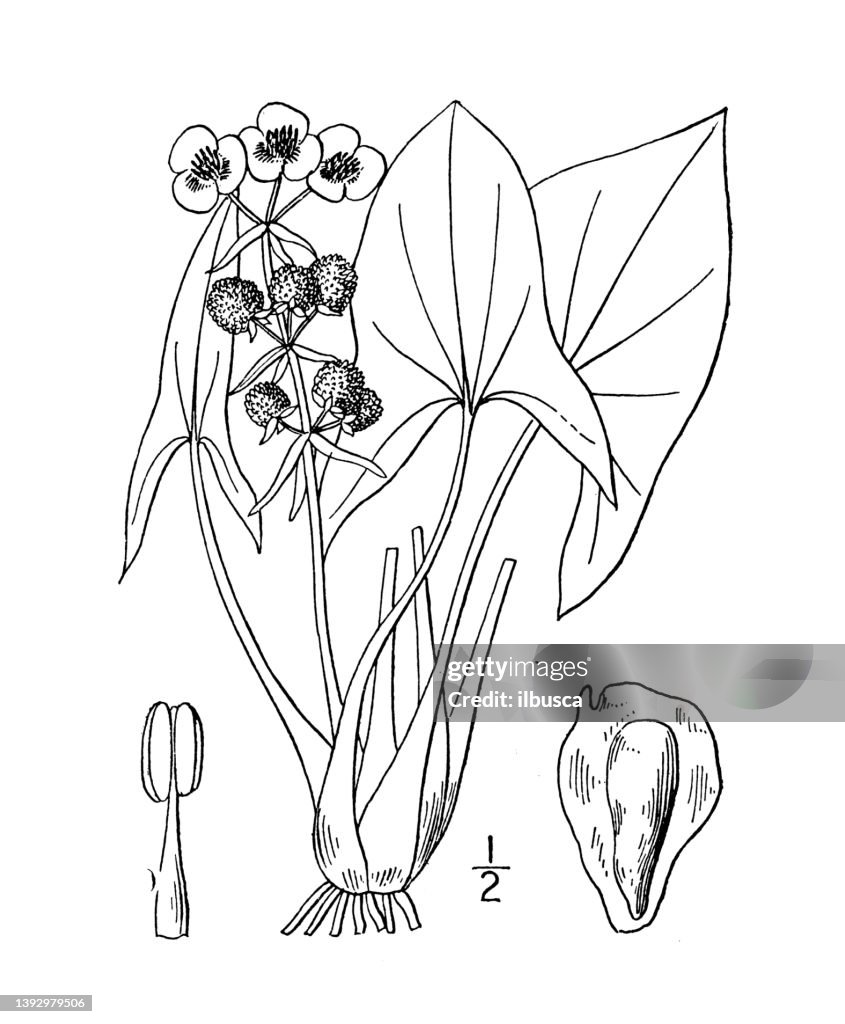 Antike botanische Pflanzenillustration: Sagittaria arifolia, Arum-blättrige Pfeilspitze