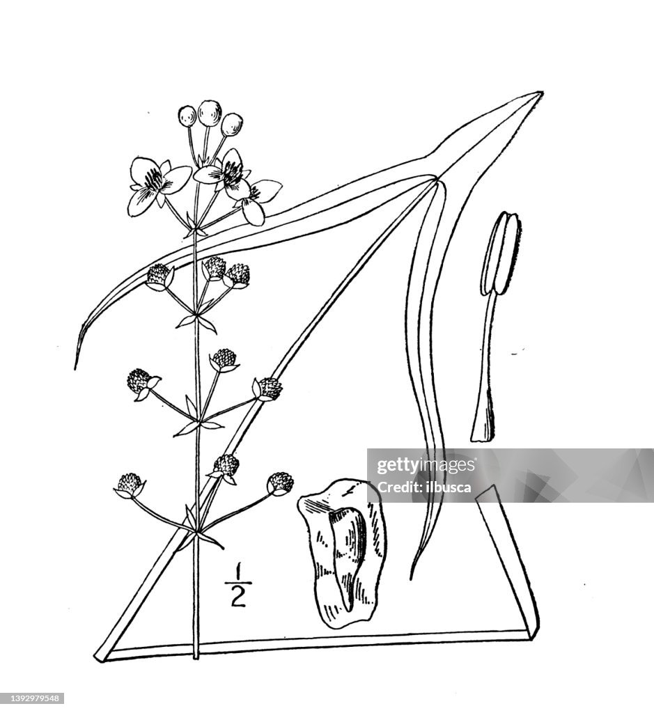 Antique botany plant illustration: Sagittaria longiloba, Longlobed Arrow-head