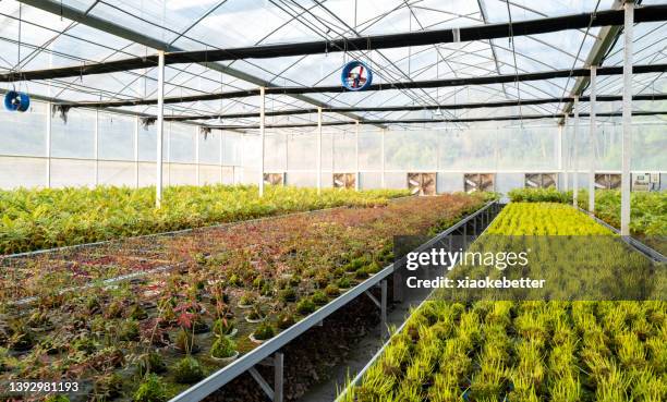 greenhouse for floriculture in flowerbed - comercio de derechos de emisión fotografías e imágenes de stock