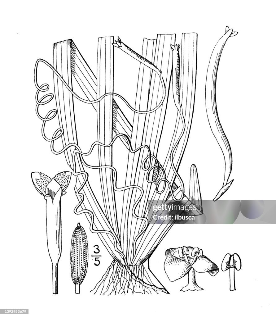 Antique botany plant illustration: Vallisneria spiralis, Tapegrass, eel grass