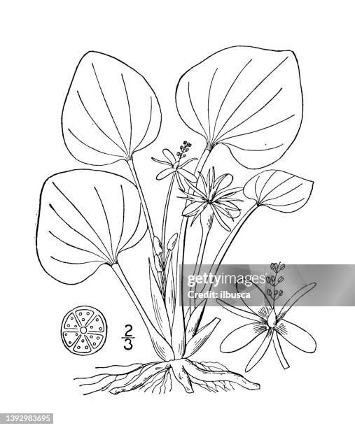 antique botany plant illustration: limnobium spongia, frog's bit - spongia stock illustrations