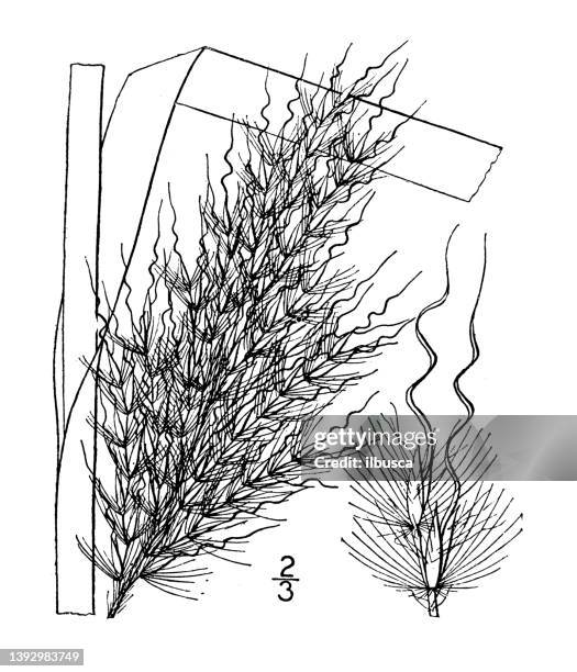 antique botany plant illustration: erianthus alopecuroides, spiral awned beard grass - big bluestem grass stock illustrations