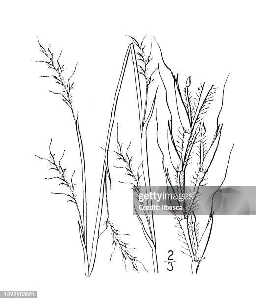 antique botany plant illustration: andropogon scoparius, broom beard grass - big bluestem grass stock illustrations