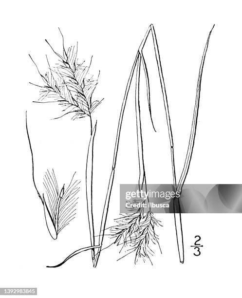 antique botany plant illustration: andropogon argyraeus, silvery beard grass - big bluestem grass stock illustrations