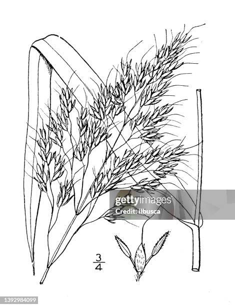 antique botany plant illustration: sorghum halepense, johnson grass - milo johnson stock illustrations