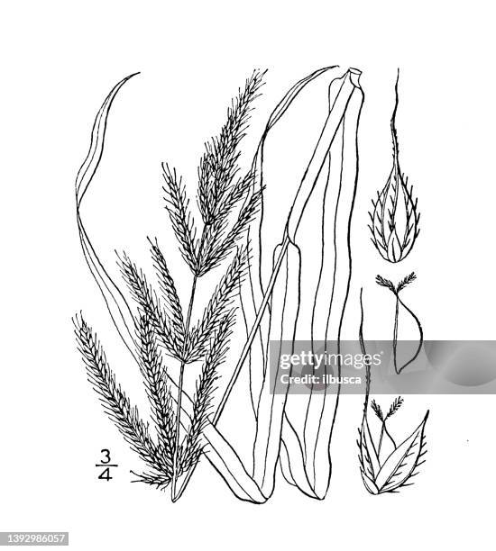 antike botanische pflanzenillustration: panicum crus galli, sporngras - savannah georgia stock-grafiken, -clipart, -cartoons und -symbole