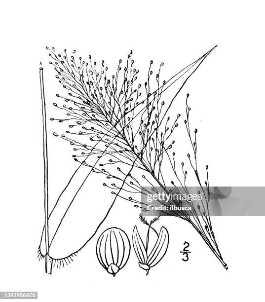 antique botany plant illustration: panicum microcarpon, small fruited panicum - millet stock illustrations