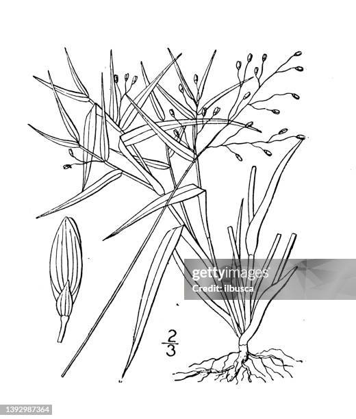 antique botany plant illustration: panicum dichotomum, forked panicum - millet stock illustrations