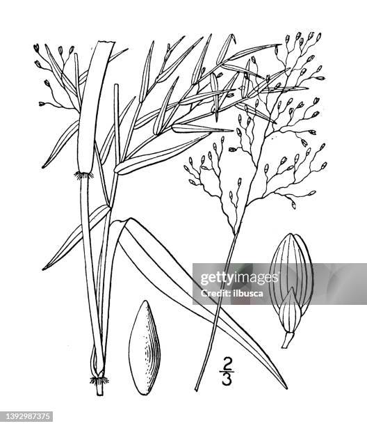 antique botany plant illustration: panicum barbulatum, barbed panicum - barbed wire stock illustrations