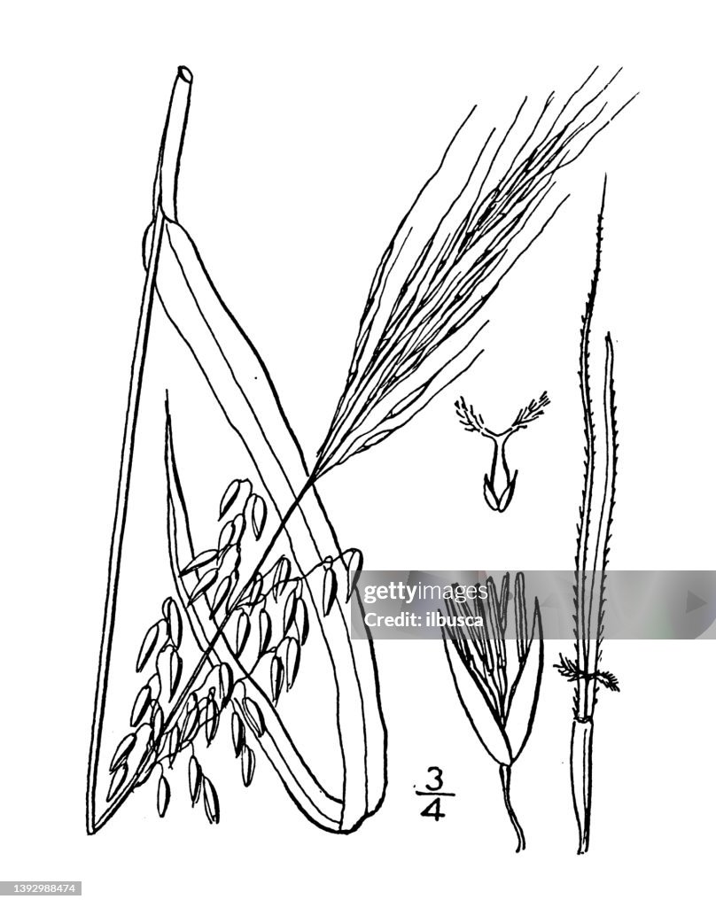Antique botany plant illustration: Zizania aquatica, Wild rice, Indian rice, Water oats, reed