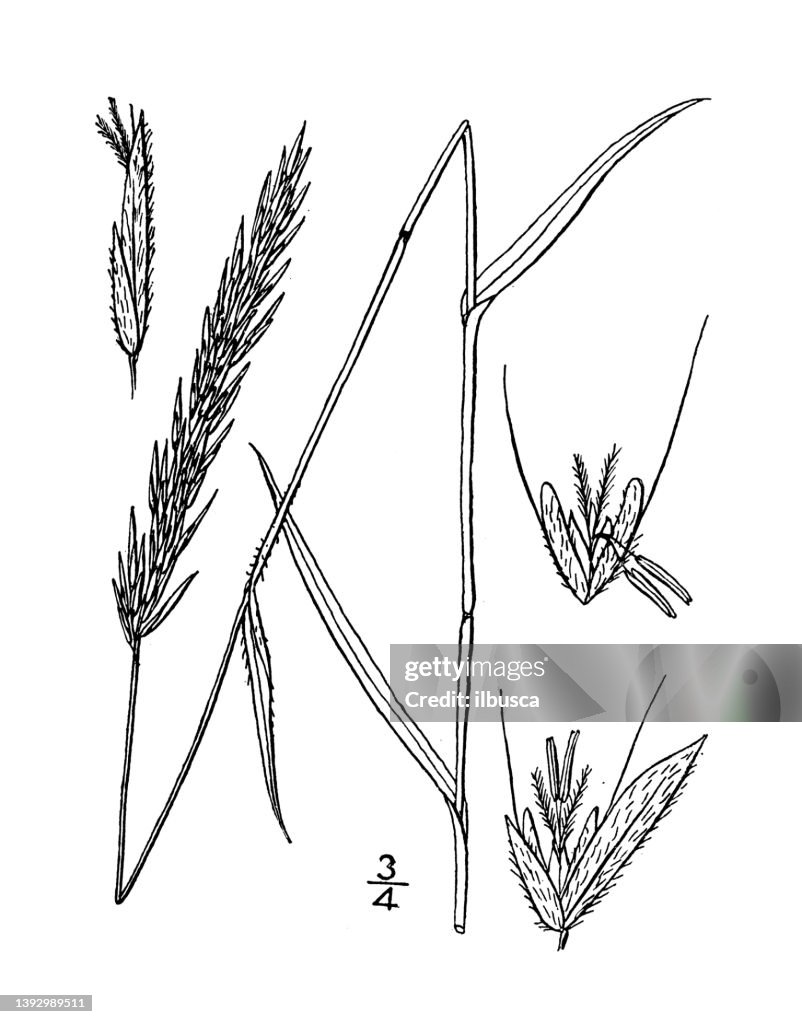 Antique botany plant illustration: Anthoxanthum odoratum, Sweet Vernal grass