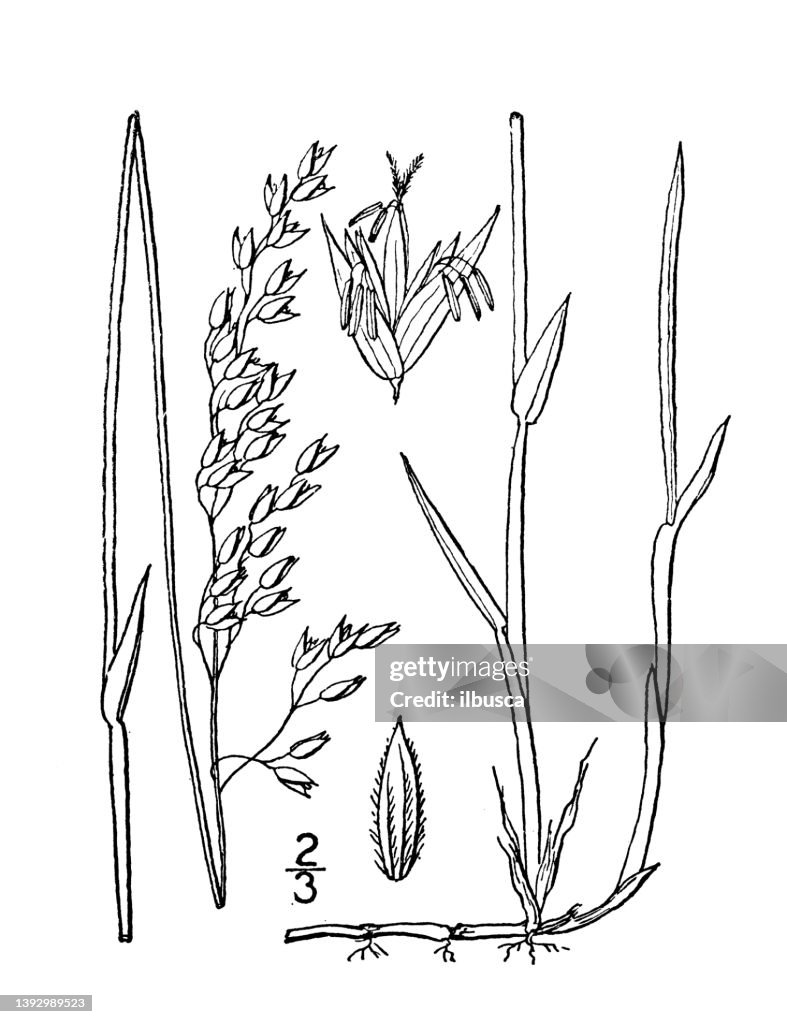 Antique botany plant illustration: Sevastana odorata, Seneca grass