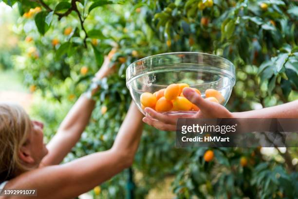 young girl with mother  on summer sunny day picking kumquat in the mediterranean orchard - croatia food stock pictures, royalty-free photos & images