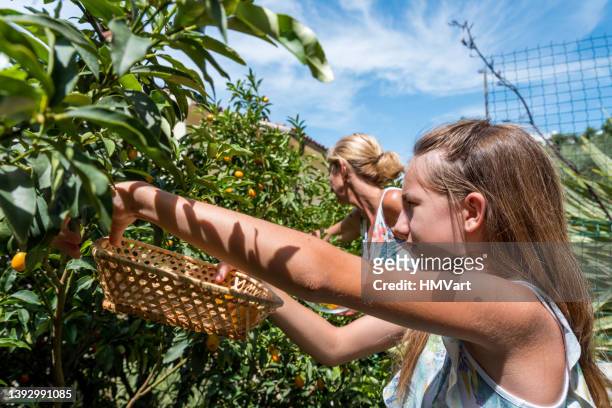 young girl with mother  on summer sunny day picking kumquat in the mediterranean orchard - croatia food stock pictures, royalty-free photos & images