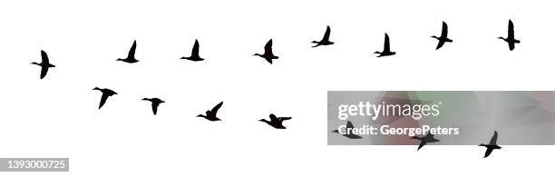 ducks flying in v-formation - formation flying stock illustrations