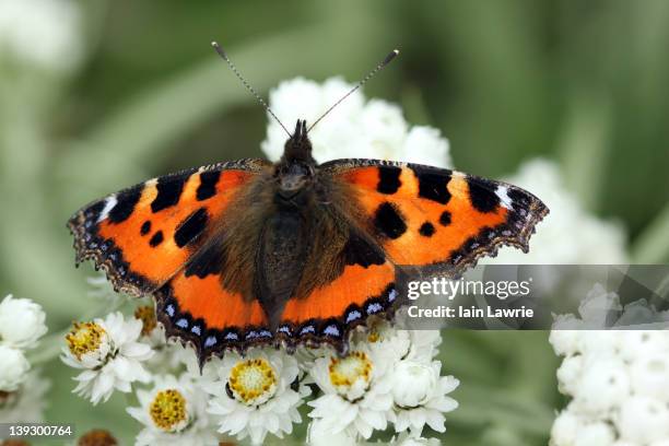 tortoiseshell butterfly - small tortoiseshell butterfly stock pictures, royalty-free photos & images