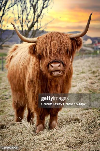 highland cow,portrait of highland cattle standing on field against sky during sunset,united kingdom,uk - highland cattle stock pictures, royalty-free photos & images