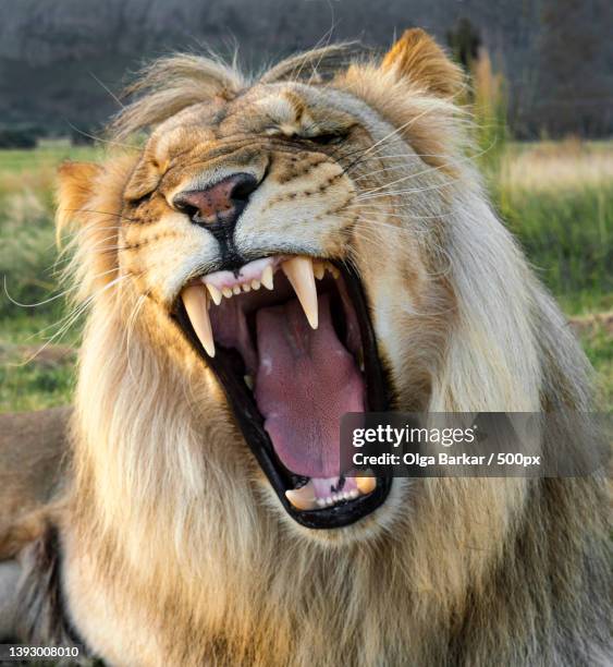 close-up of lion yawning,south africa - lion expression stock pictures, royalty-free photos & images