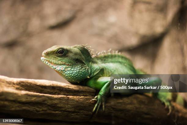 girdled lizard,close-up of iguana on tree - イグアナ ストックフォトと画像