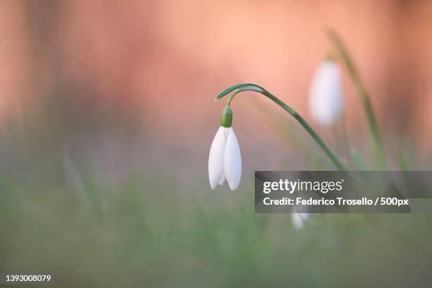 bucaneve - galanthus nivalis,close-up of white flowering plant,collecchio,italy - bucaneve stockfoto's en -beelden