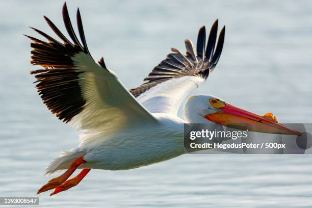 american white pelican,close-up of pelican flying over sea - pelican bildbanksfoton och bilder