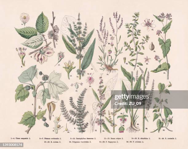 illustrazioni stock, clip art, cartoni animati e icone di tendenza di alberi decidui e magnoliidi, incisione su legno colorata a mano, pubblicata nel 1887 - herbal medicine